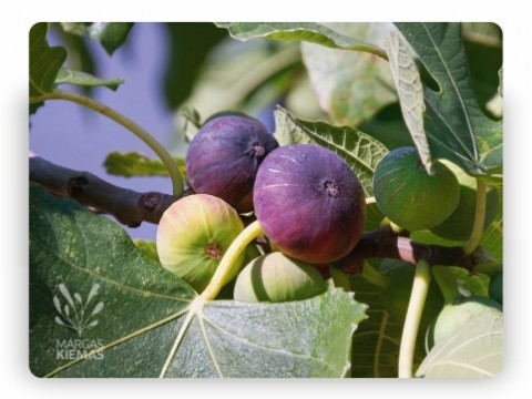 How to grow fig trees?
