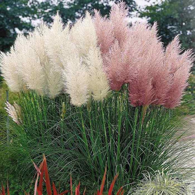 Ornamental Grass seeds
