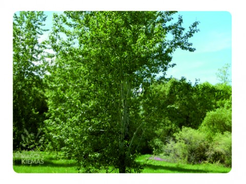 Balsam poplar - for gardens, saunas, bees