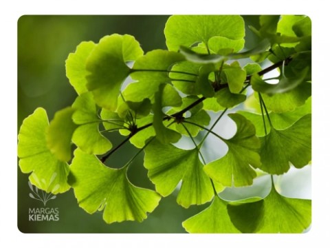 A wonderful TREE! Even more interesting facts about GINKGO (Ginkgo Biloba)