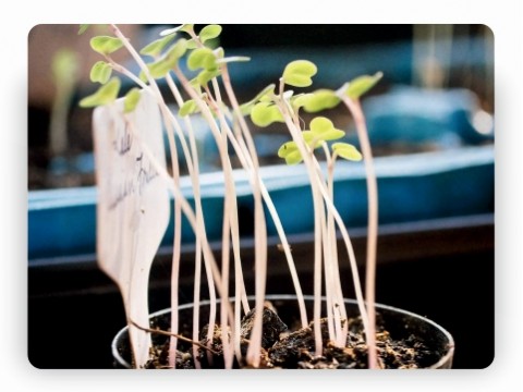 What Causes Leggy Seedlings
