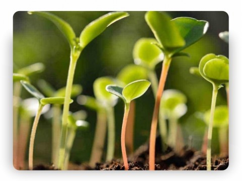 Seedling Care Tips: Caring For Seedlings After Germination