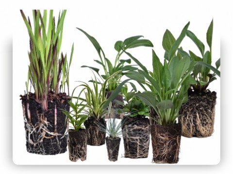 Plants in pots and from mulitpallets