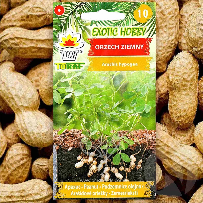 Peanut (Arachis Hypogaea) 4 seeds (#1301)