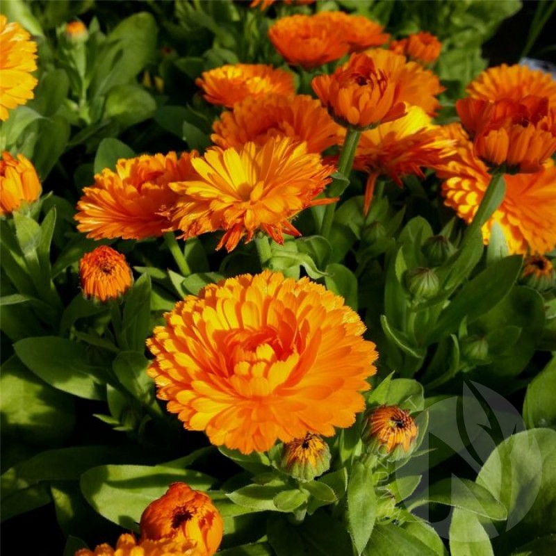 Pot Marigold (Calendula Officinalis Indian Prince) 50 seeds (#1205)