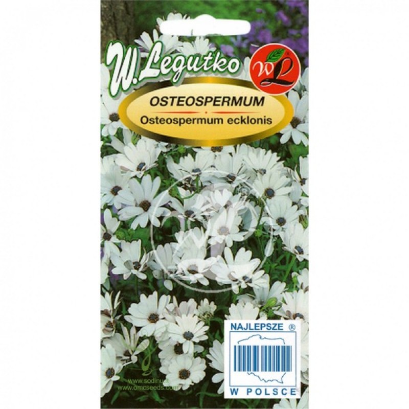 African Daisy (Osteospermum ecklonis white) 20 seeds (#1771)