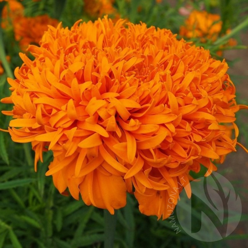 Serentis (Tagetes Erecta Fantastic Oranžinis) sėklos - 60 vnt (#2246)