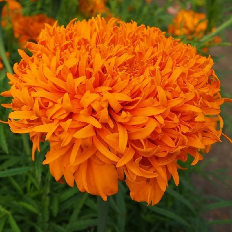 African Marigold (Tagetes Erecta Fantastic orange) 60 seeds (#2246)