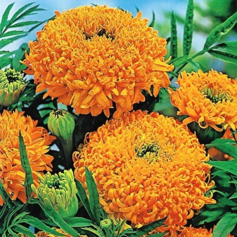 African Marigold (Tagetes Erecta Fantastic orange) 60 seeds (#2246)