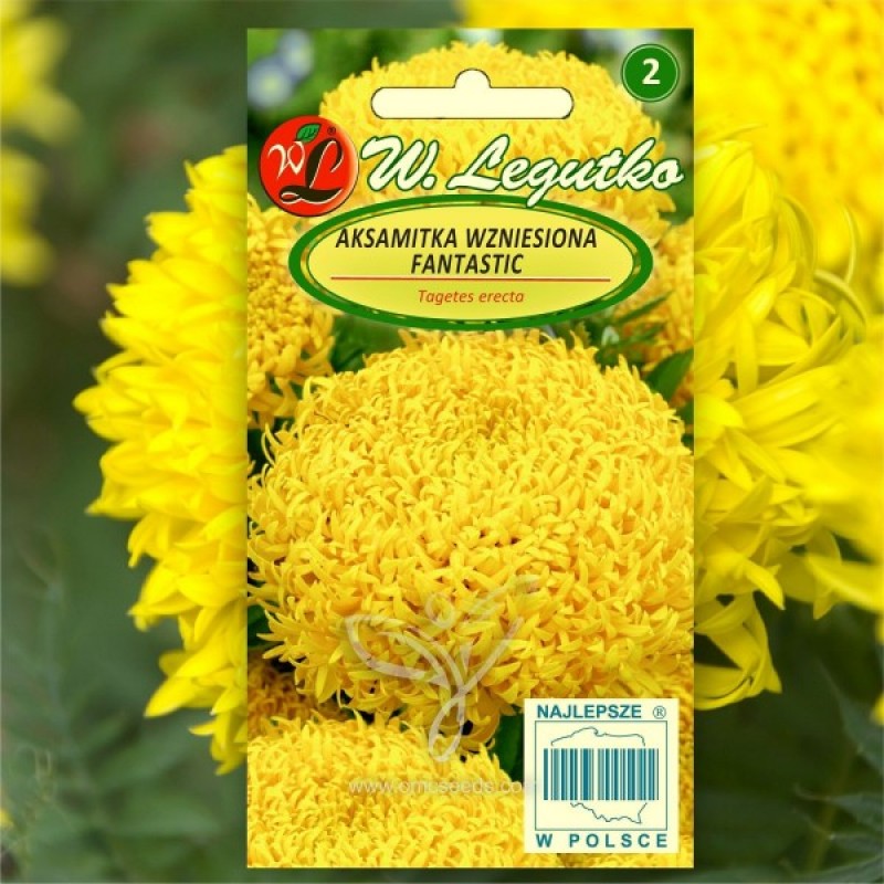 African Marigold (Tagetes Erecta Fantastic) 60 seeds (#1509)