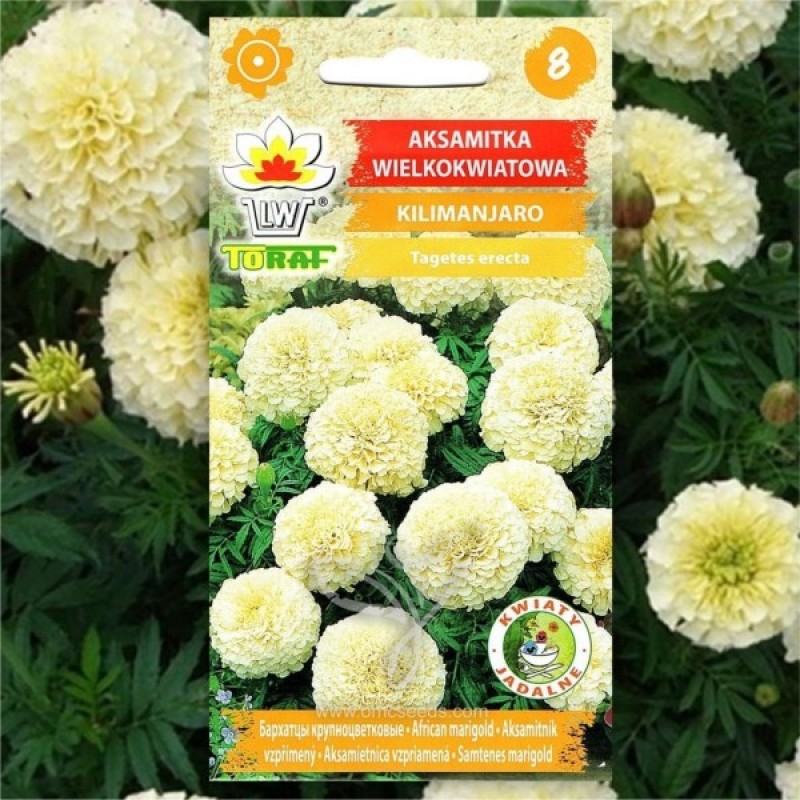 African Marigold (Tagetes Erecta Kilimanjaro) 60 seeds (#2194)