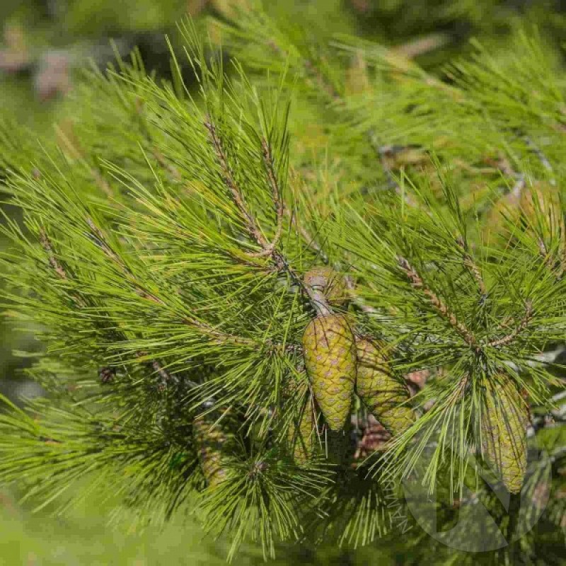 Pušis Alepinė (Pinus Halepensis) sėklos - 20 vnt. (#358)