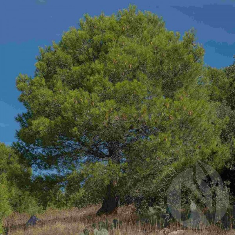Pušis Alepinė (Pinus Halepensis) sėklos - 20 vnt. (#358)