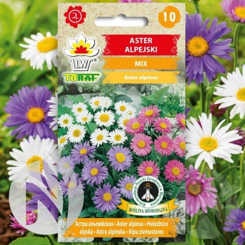 Alpine Aster (Aster Alpinus mix) 200 seeds (#2365)