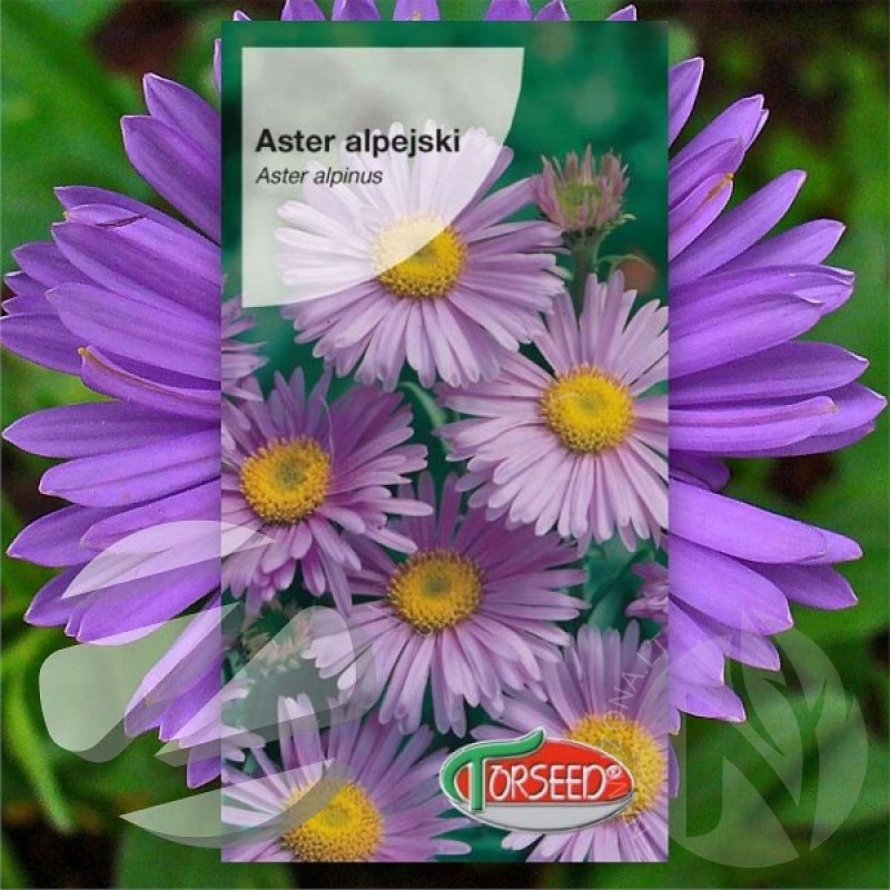 Alpine Aster (Aster Alpinus) 200 seeds (#1950)