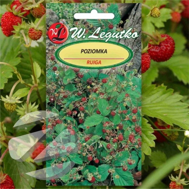 Alpine Strawberry (Fragaria Vesca Rugia) 250 seeds