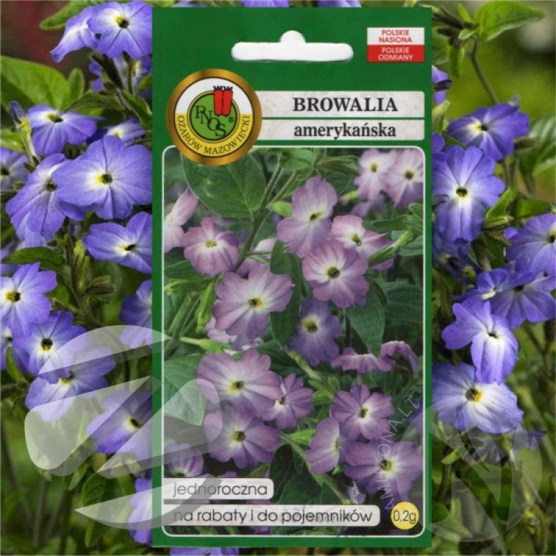 Brovalija amerikinė (Browallia americana) sėklos - 600 vnt. (#2335)