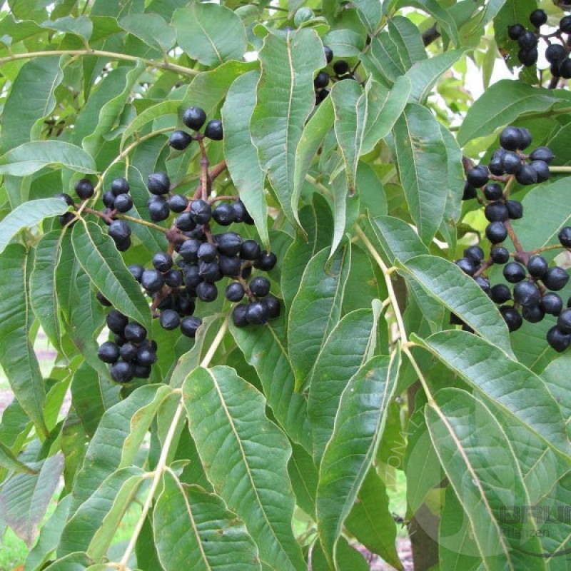 Amur Cork Tree (Phellodendron Amurense) 10 seeds (#202)