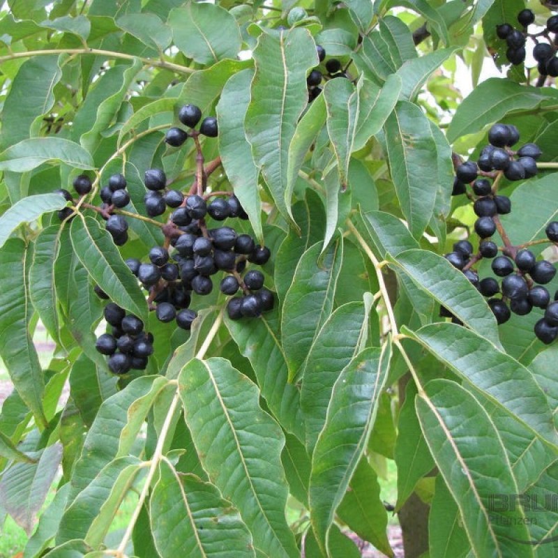PHELLODENDRON AMURENSE seeds 10+ berrys Amur Cork Tree 