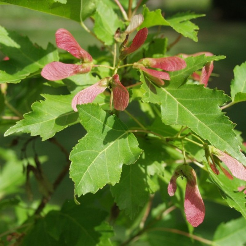 Amur Maple (Acer Ginnala) 15 seeds (#176)