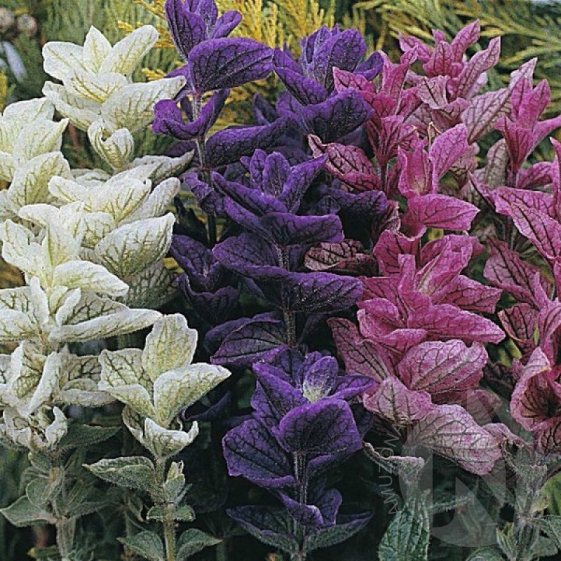 Šalavijas dailusis (Salvia Horminum tricolor mišinys) sėklos - 100 vnt. (#1004)