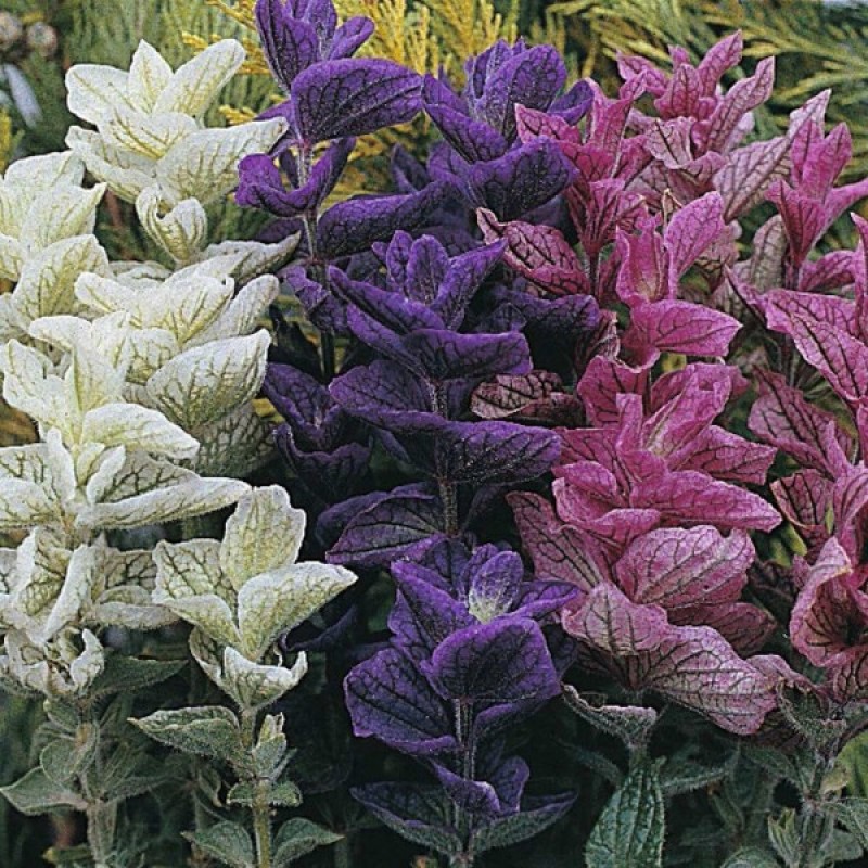 Annual Sage (Salvia Horminum tricolor mix) 100 seeds (#1004)