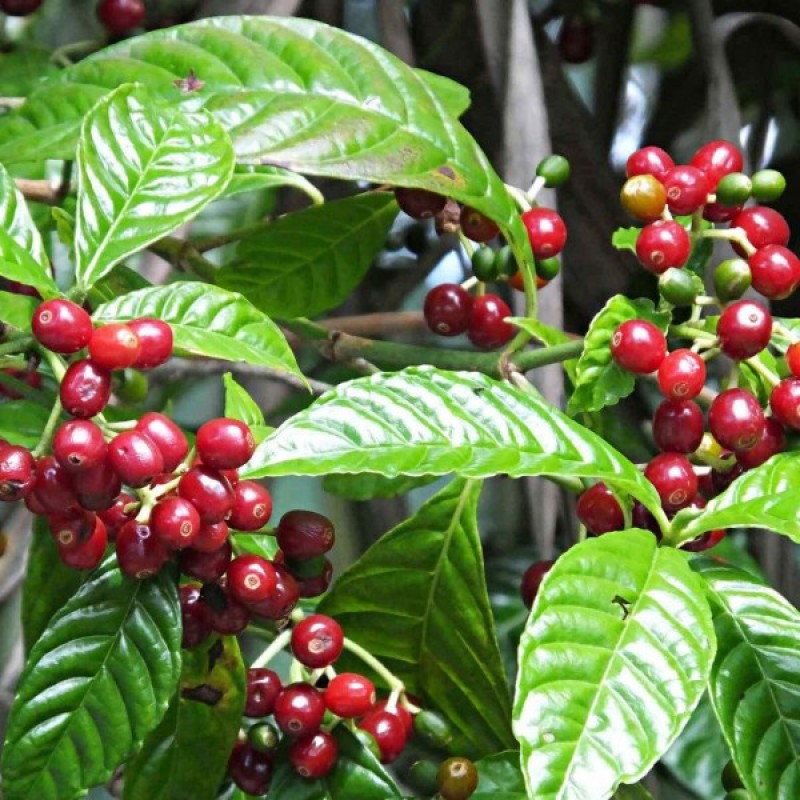 Kavamedis arabinis (Coffea Arabica) sėklos - 6 vnt. (#68)