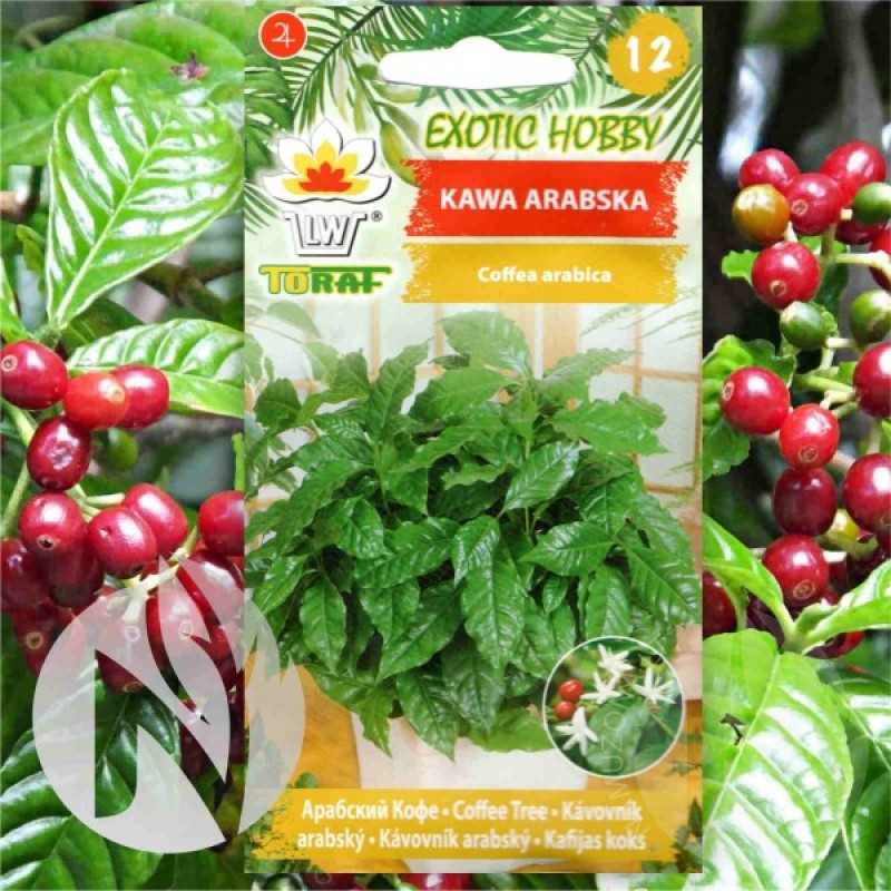 Arabian Coffee Tree (Coffea Arabica) 6 seeds (#68)