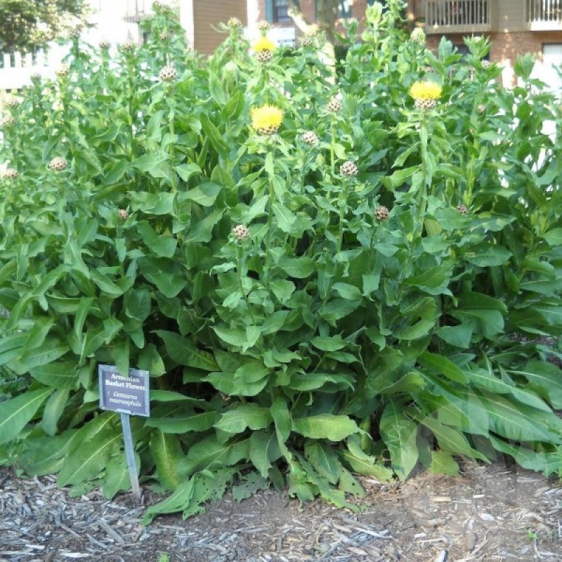 Bajorė stambiagraižė (Centaurea Macrocephala) sėklos - 50 vnt (#1046)