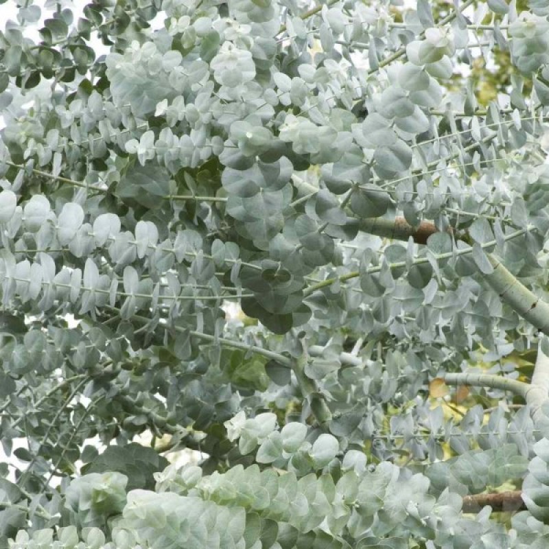 Eukaliptas peleninis (Eucalyptus Cinerea) sėklos - 20 vnt. (#2296)
