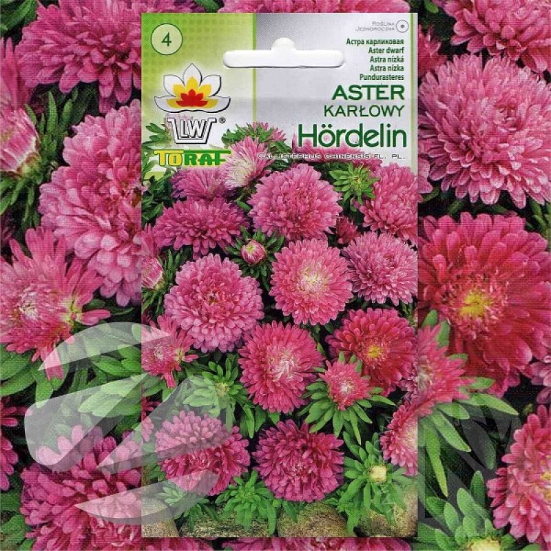 Aster (Callistephus Chinensis liliput Hordelin) 300 seeds (#2287)