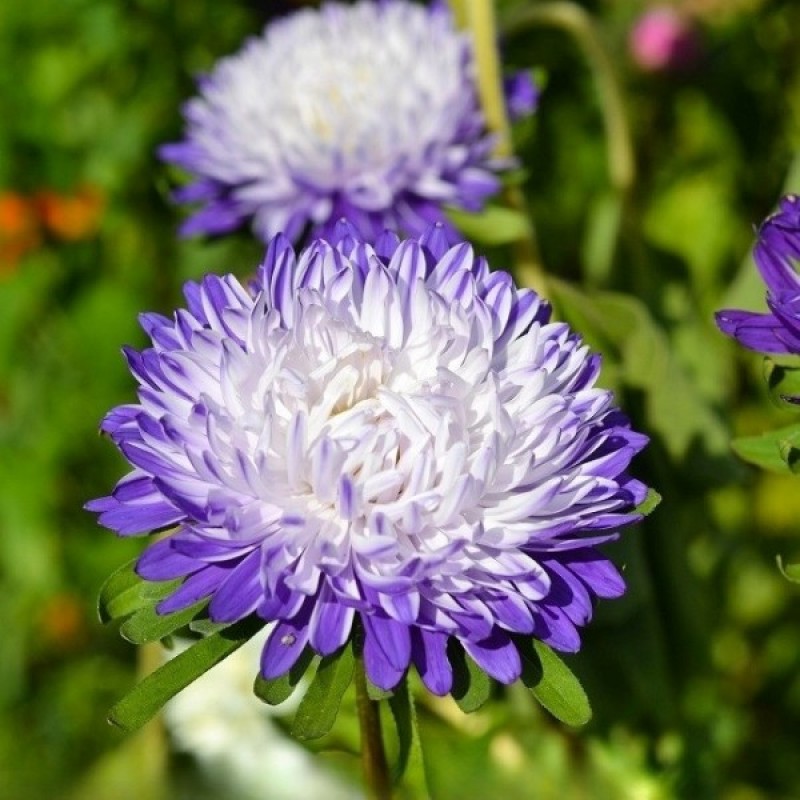 Aster (Callistephus Chinensis Ruckley Supreme) 200 seeds (#2358)