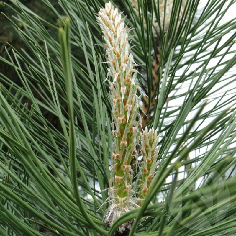 Pušis juodoji Austrijos (Pinus Nigra Austriaca) sėklos - 10 vnt