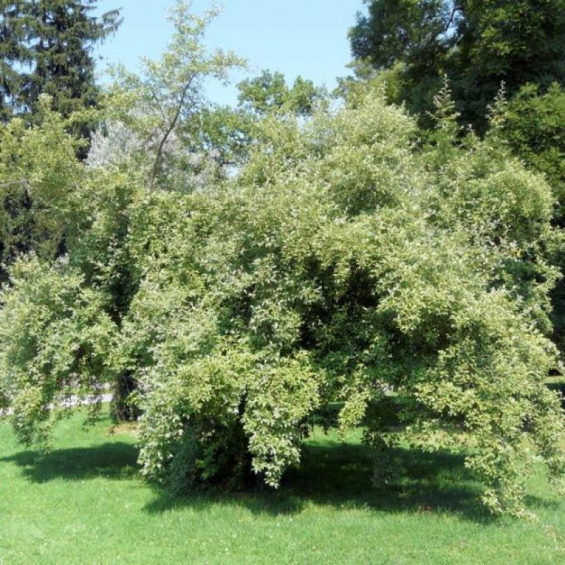 Autumn Olive (Elaeagnus Umbellata) 20 seeds (#157)