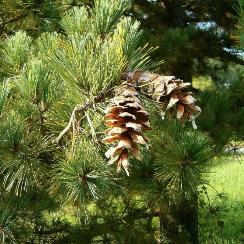 Balkan Pine (Pinus Peuce / excelsa) 10 seeds