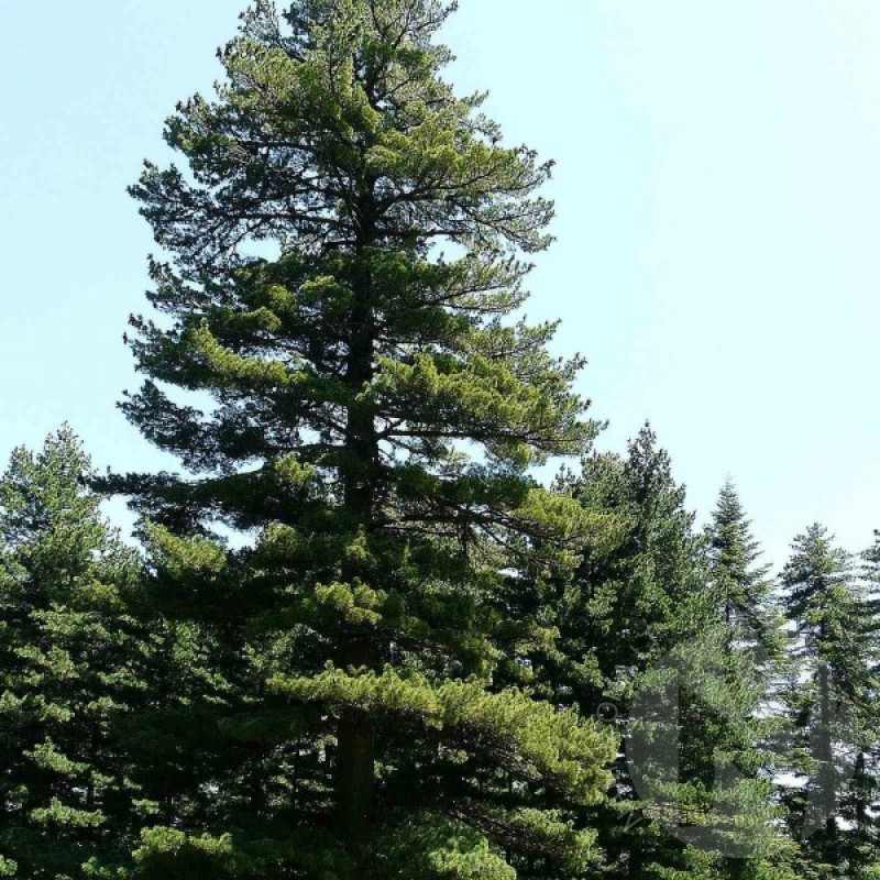Pušis balkaninė (Pinus Peuce / excelsa) sėklos - 10 vnt