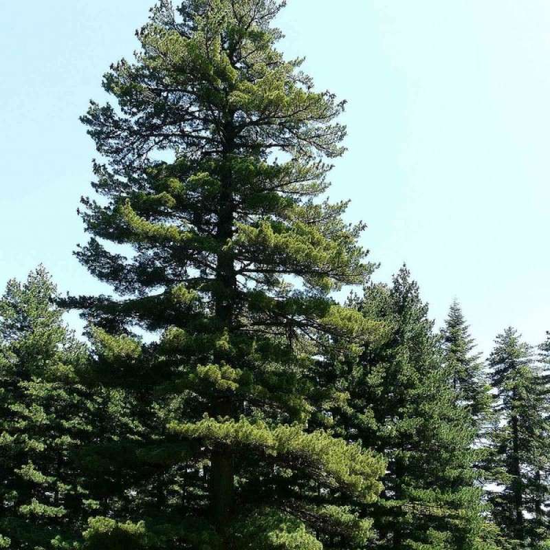 Pušis balkaninė (Pinus Peuce / excelsa) sėklos - 10 vnt