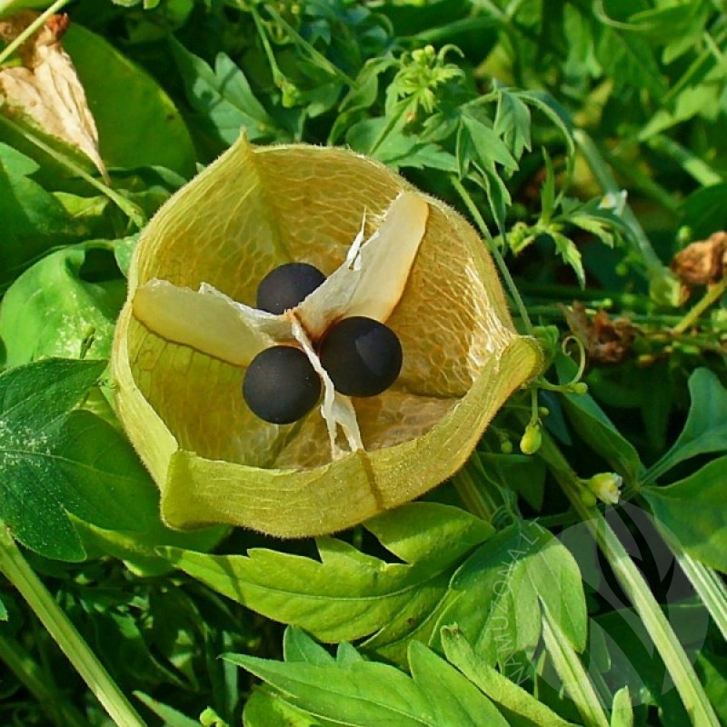 Širdvis Margasėklis (Cardiospermum Halicacabum) sėklos - 10 vnt (#1610)