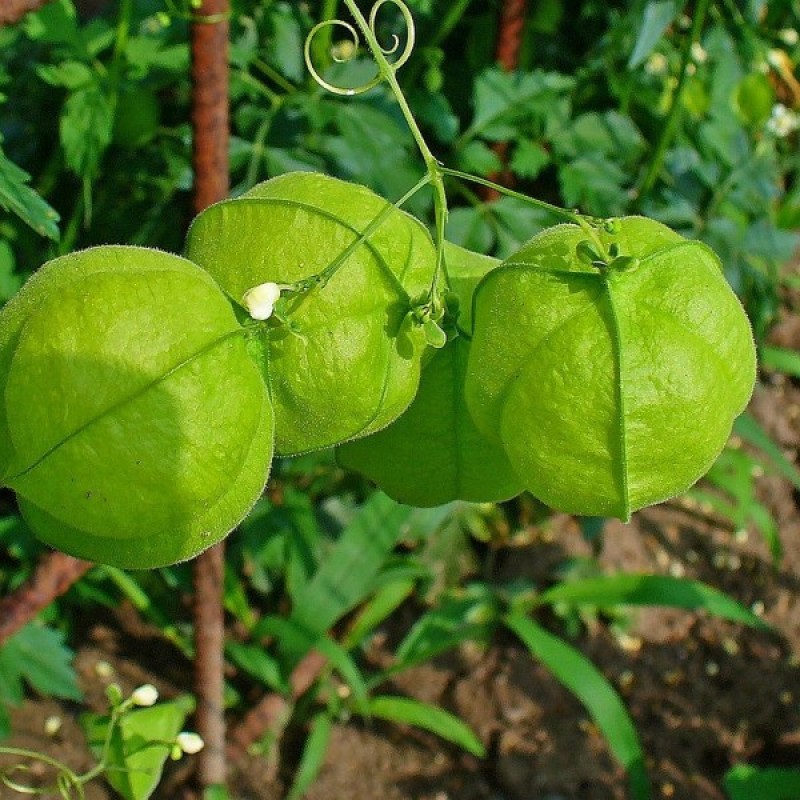 Balloon Vine (Cardiospermum Halicacabum) 10 seeds (#1610)