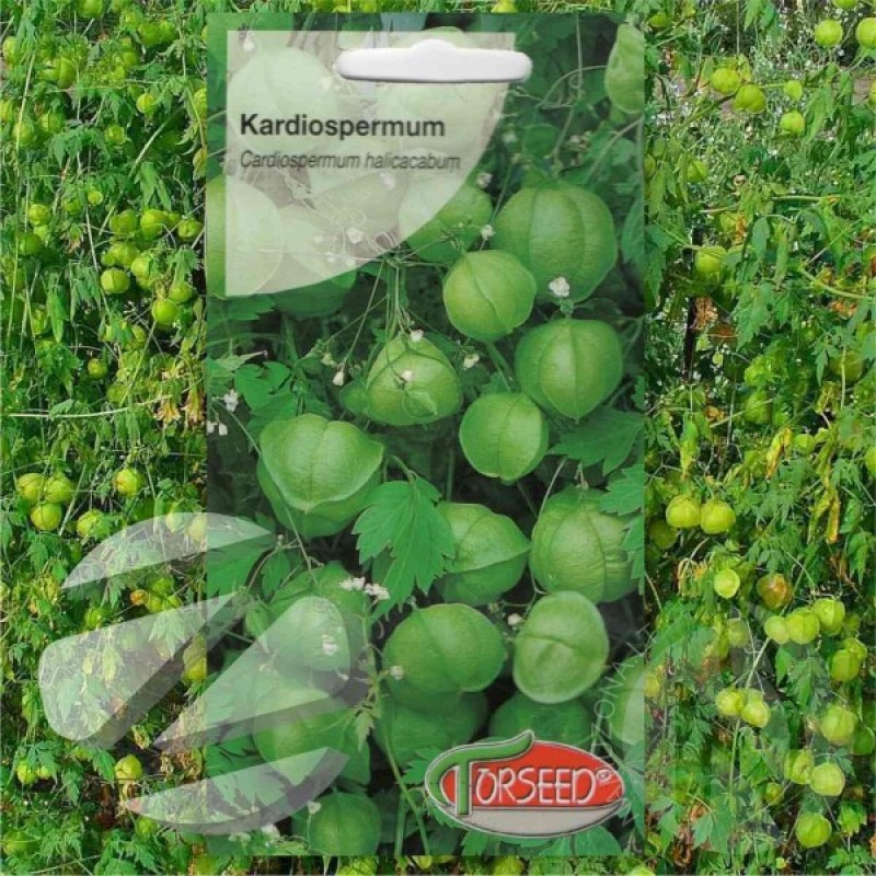 Balloon Vine (Cardiospermum Halicacabum) 10 seeds (#1610)