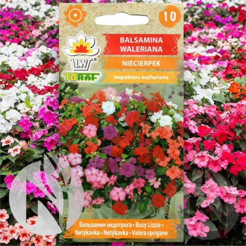 Balsam Busy Lizzy (Impatients Walleriana Mix) 100 seeds (#2352)