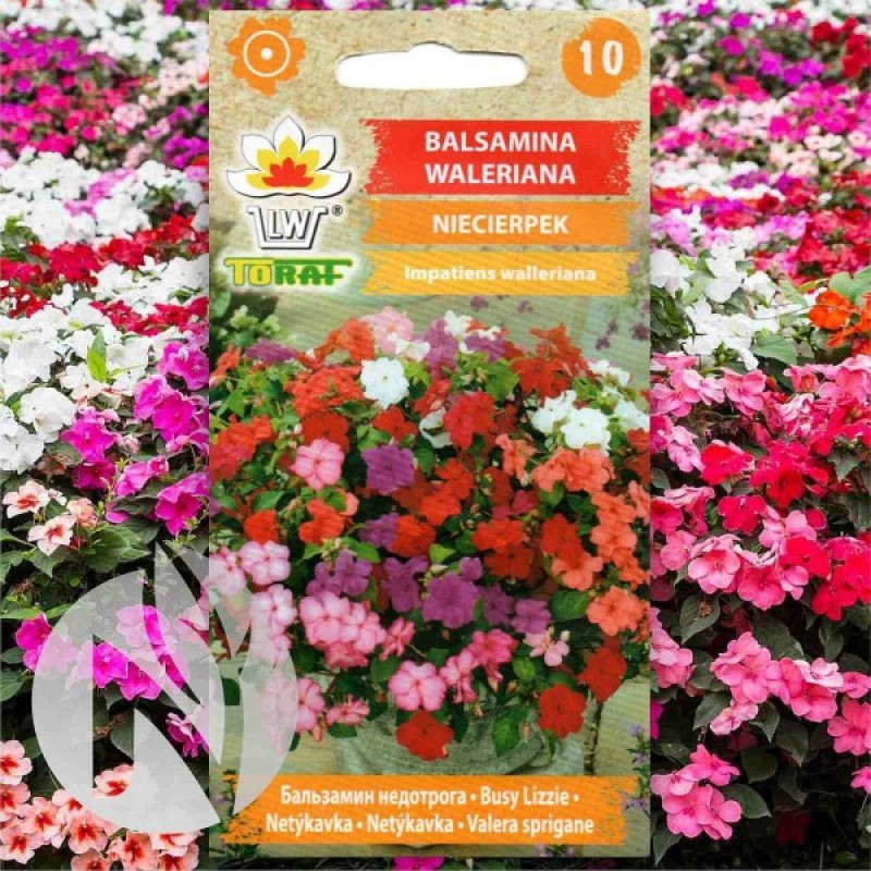 Balsam Busy Lizzy (Impatients Walleriana Mix) 100 seeds (#2352)