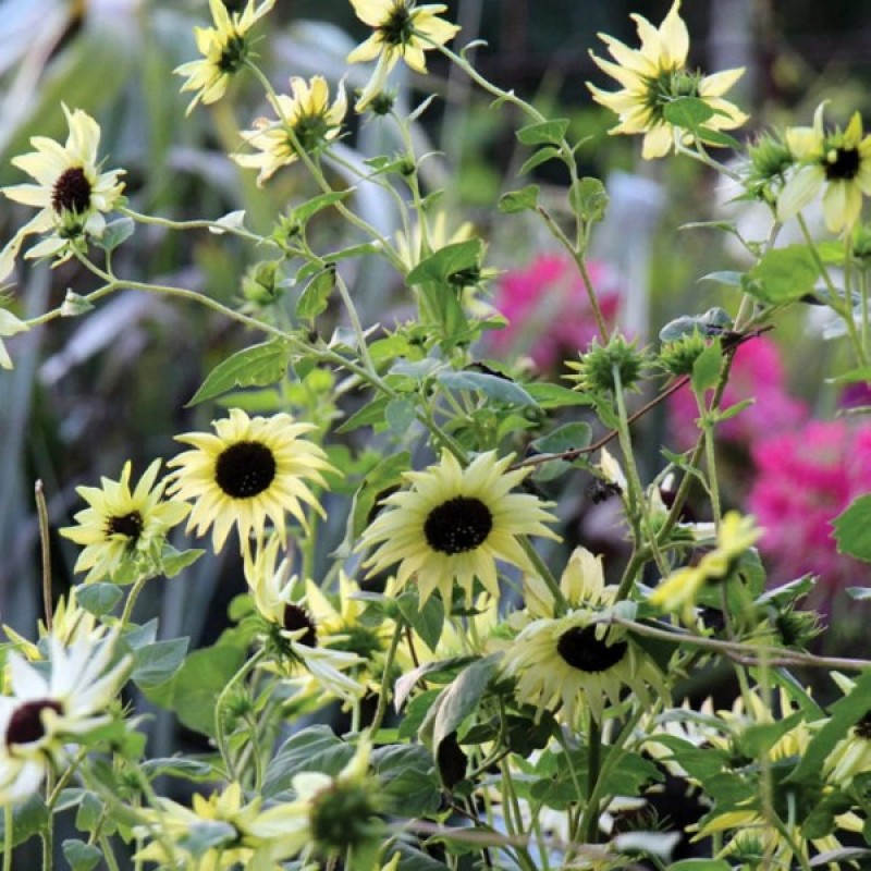 Sunflower (Helianthus Debilis Vanilla Ice) 40 seeds (#923)