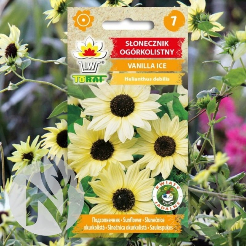 Sunflower (Helianthus Debilis Vanilla Ice) 40 seeds (#923)