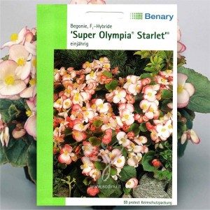Fibrous Begonia (Begonia Semperflorens Olympia Starlet) 120 seeds (#2260)