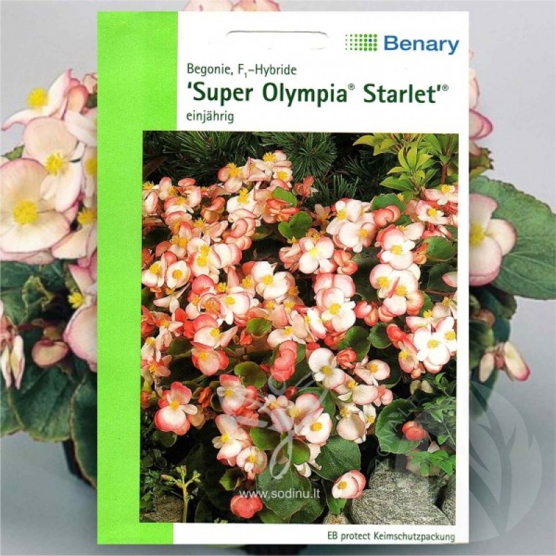 Fibrous Begonia (Begonia Semperflorens Olympia Starlet) 120 seeds (#2260)