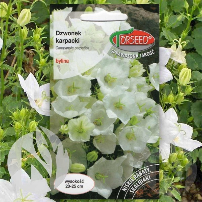Katilėlis karpatinis, baltas (Campanula Carpatica) sėklos - 1000 vnt. (#2347)