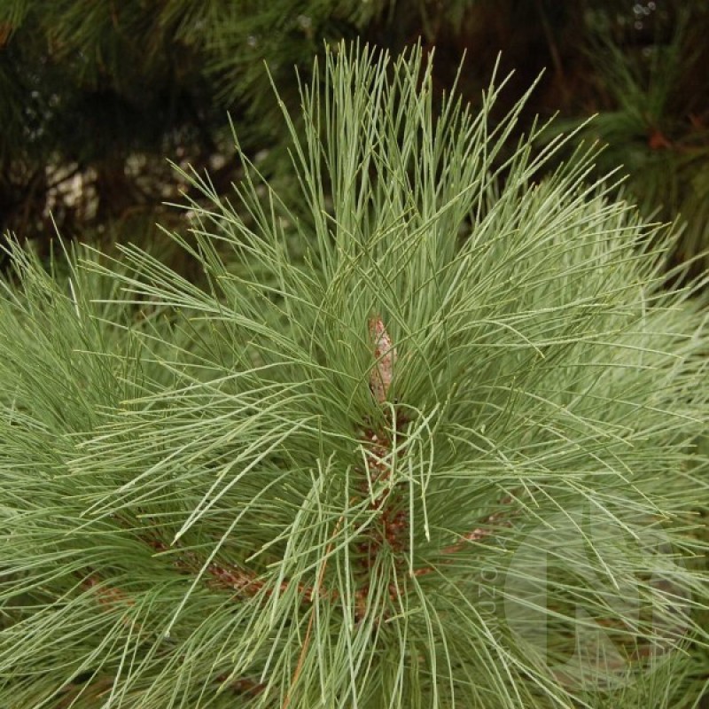 Big Cone Pine (Pinus Coulteri) sėklos - 3 vnt. (#146)