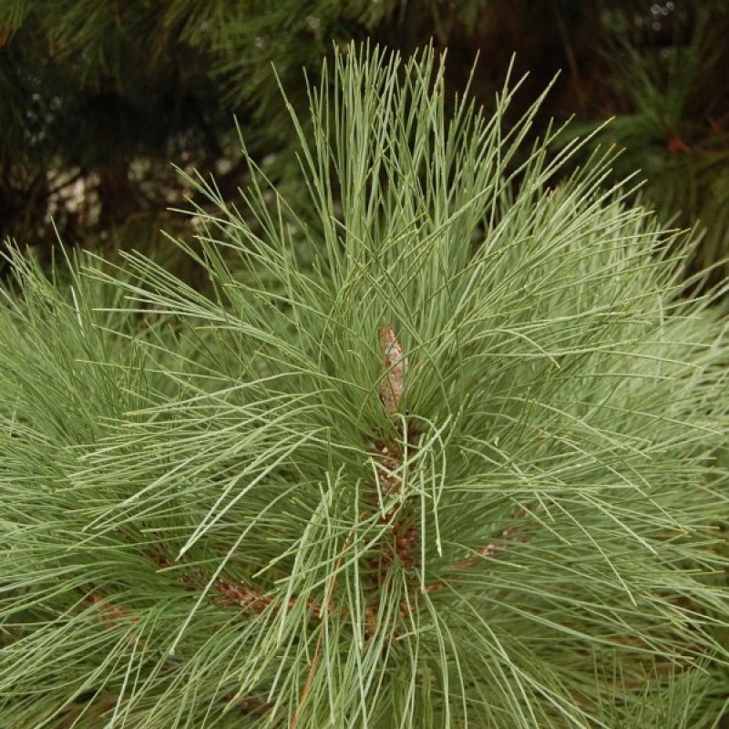Big Cone Pine (Pinus Coulteri) sėklos - 3 vnt. (#146)