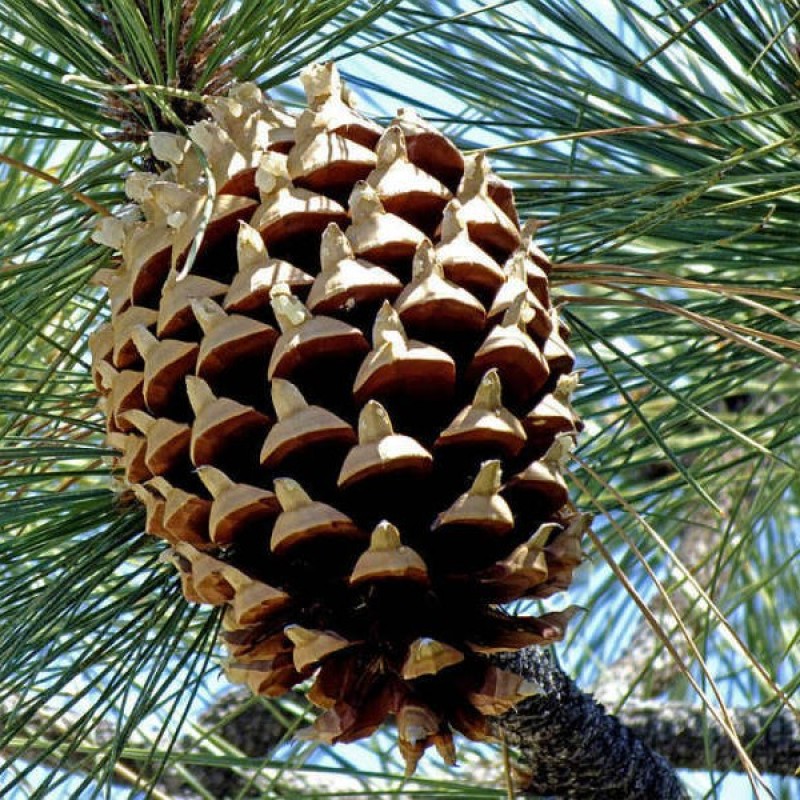 Big Cone Pine (Pinus Coulteri) 3 seeds (#146)